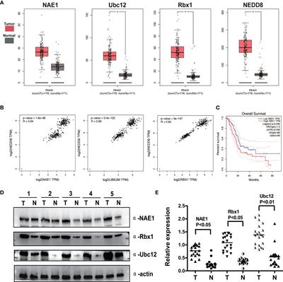 Pevonedistat Suppresses Pancreatic Cancer Growth via Inactivation of the Neddylation Pathway